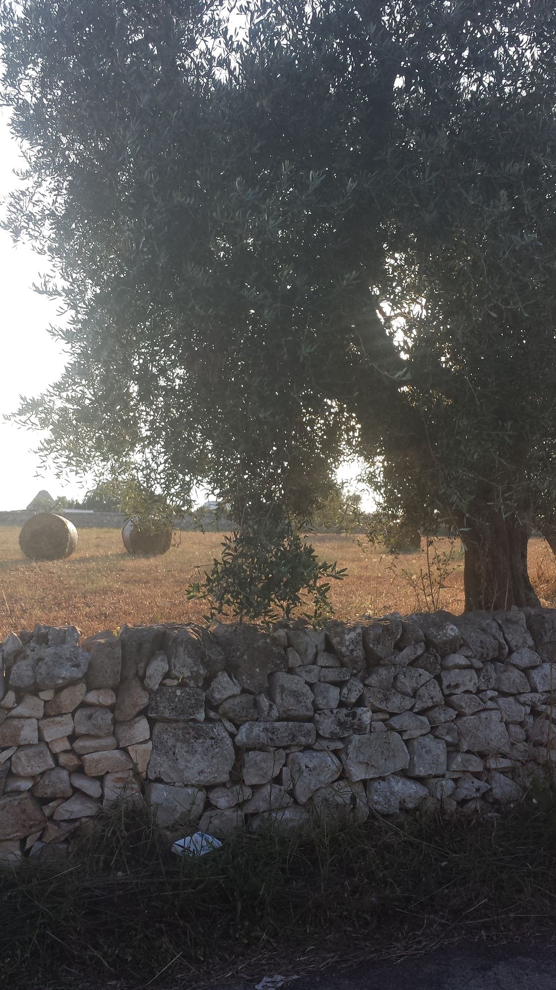 Фото Masseria Gianca