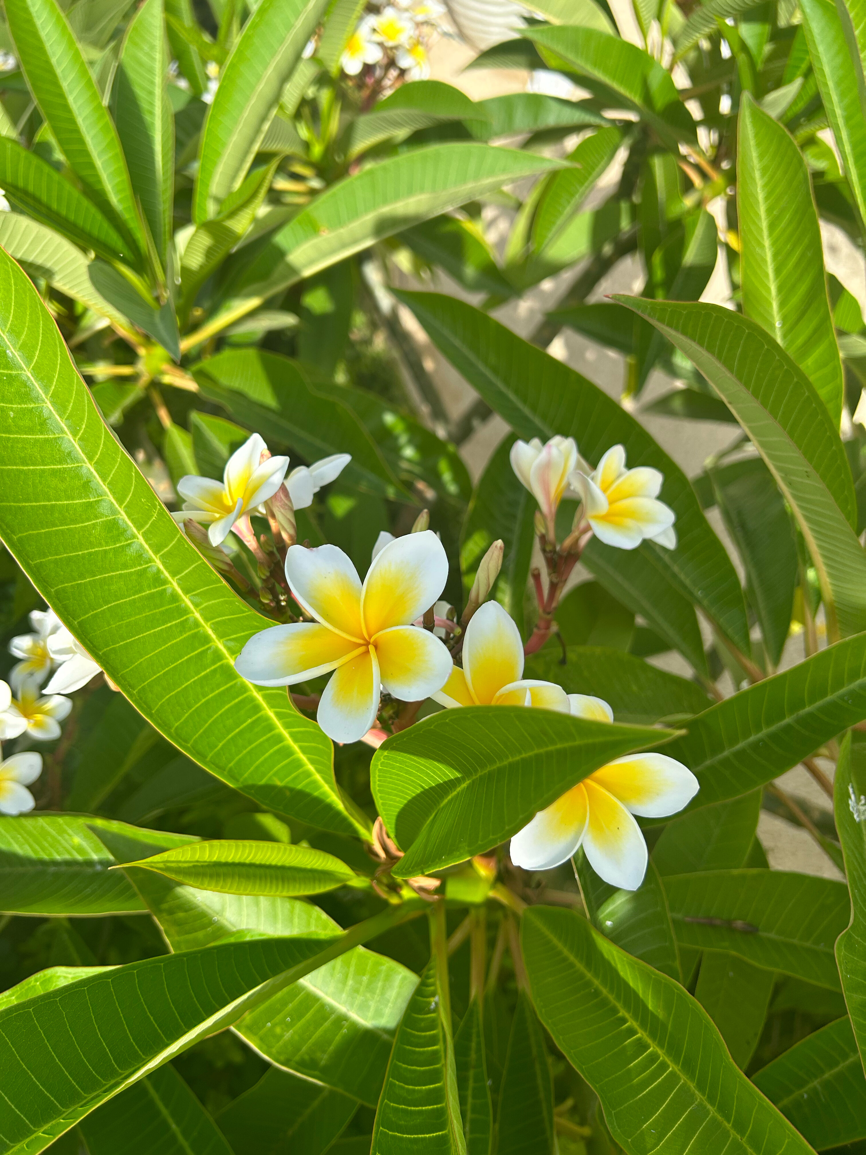 Фото Parklane, a Luxury Collection Resort & SPA, Limassol