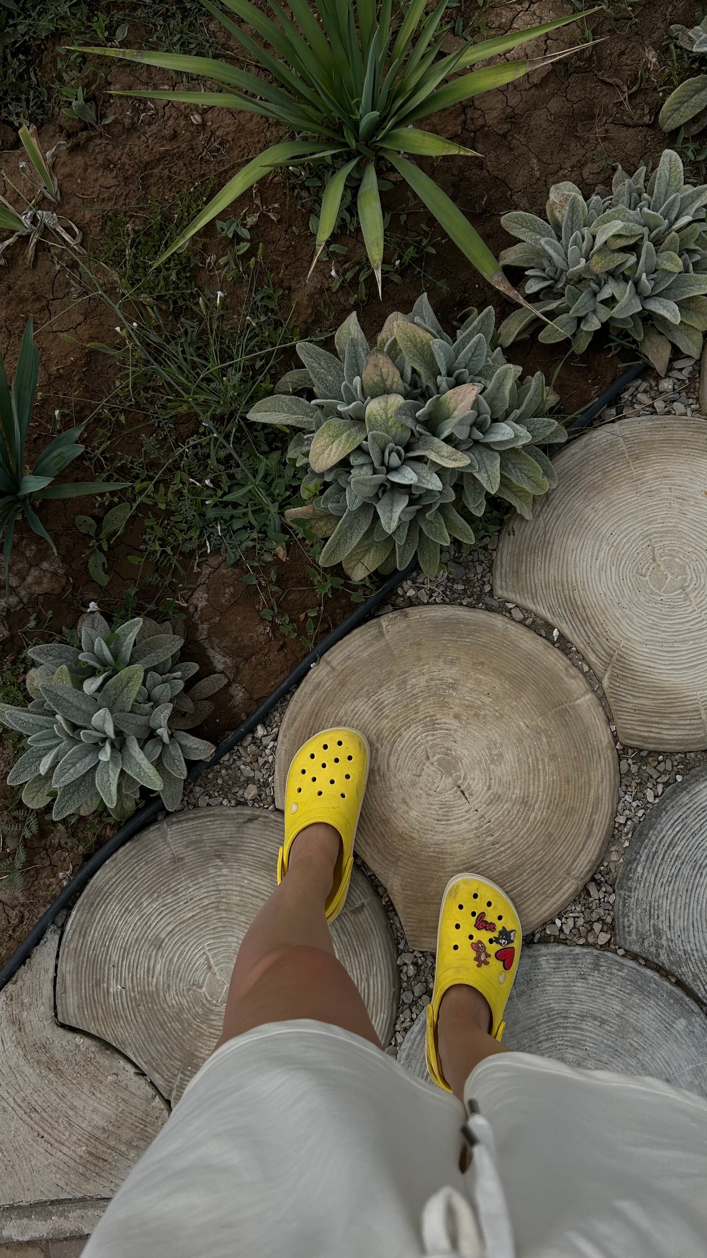 Фото Сантолина