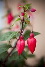 Фото 162 Kings of Riccarton Motel