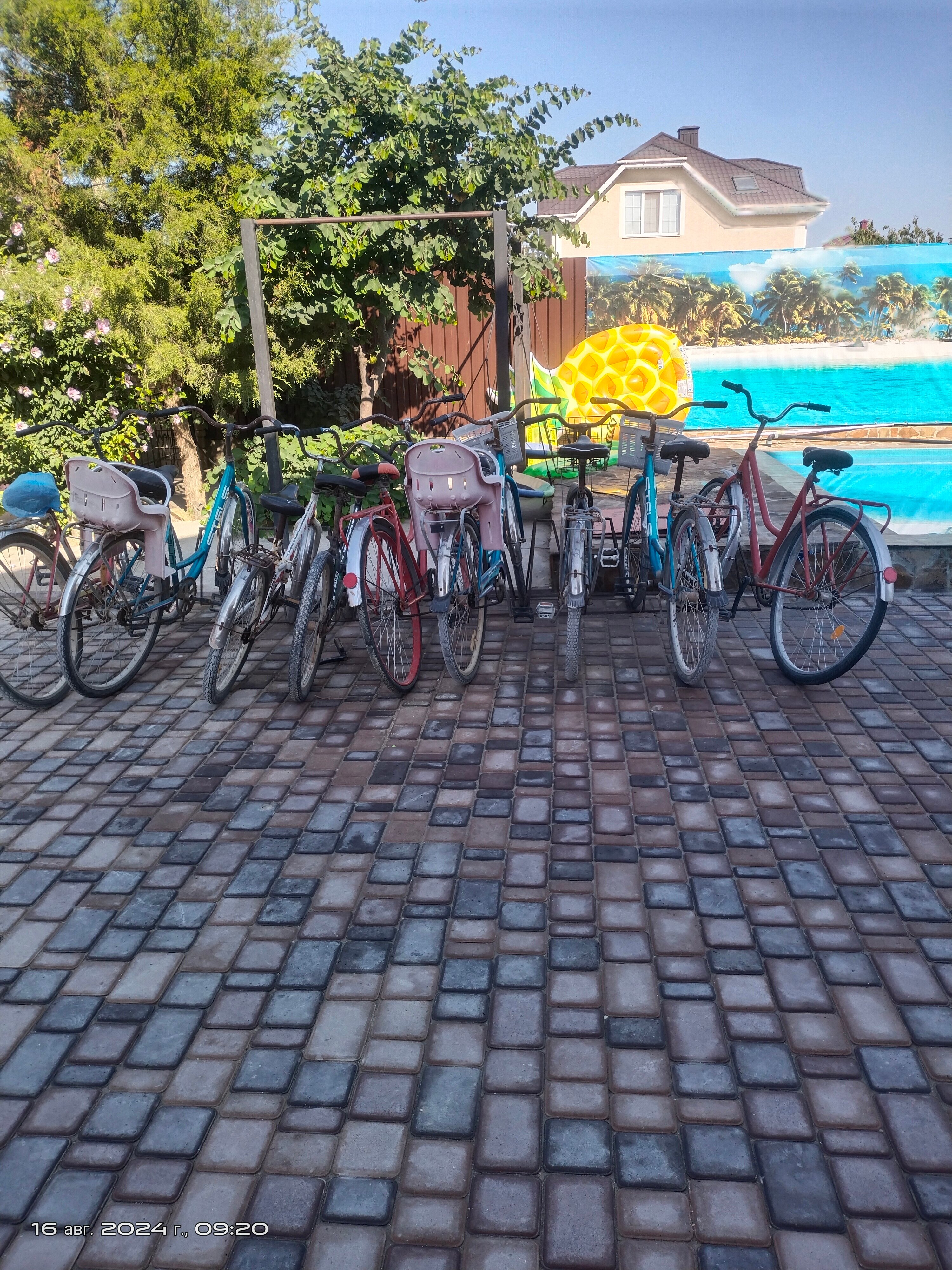 Фото Муравейник