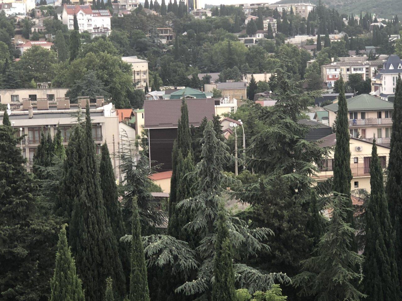 Фото Папайя