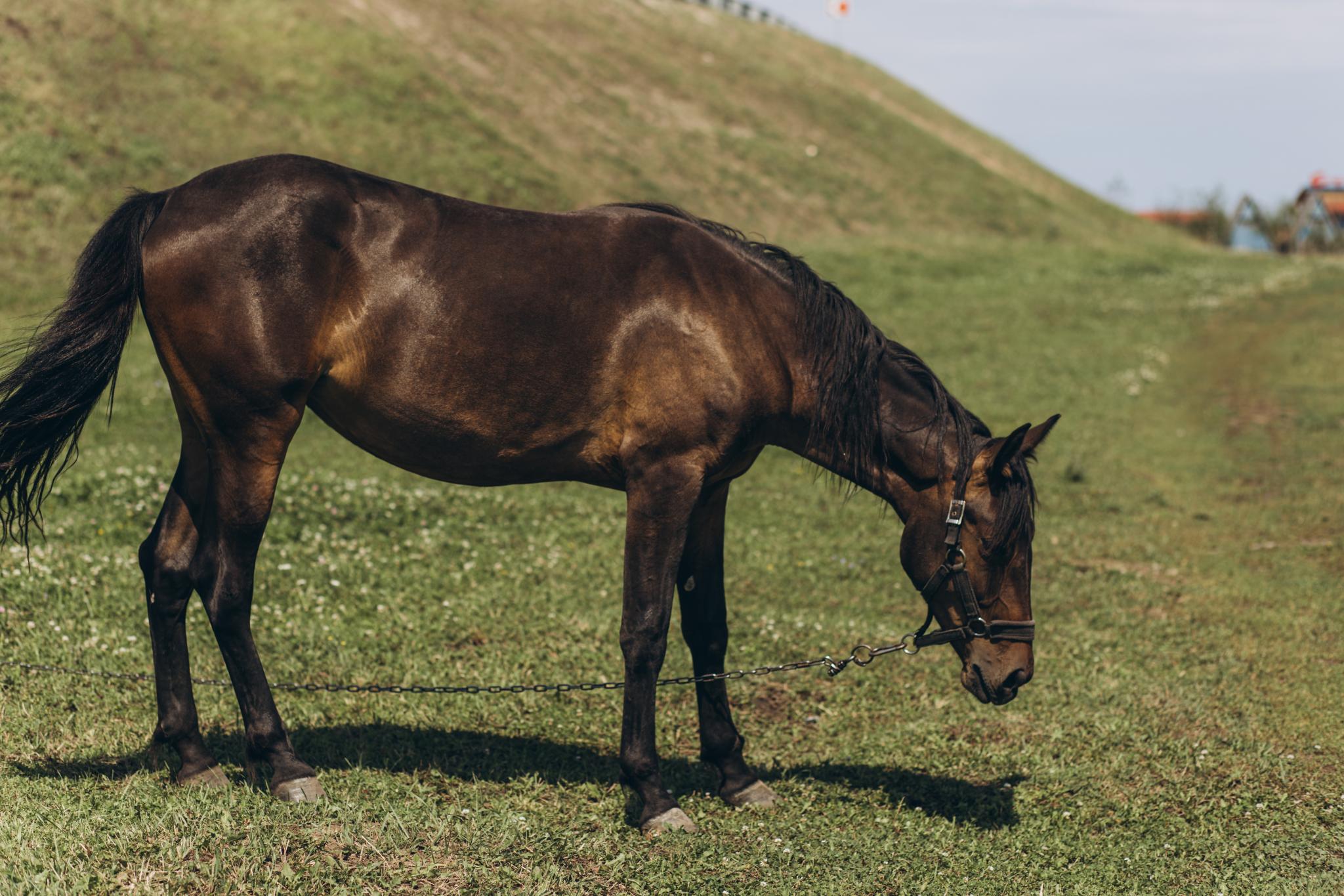 Фото Farm&Village