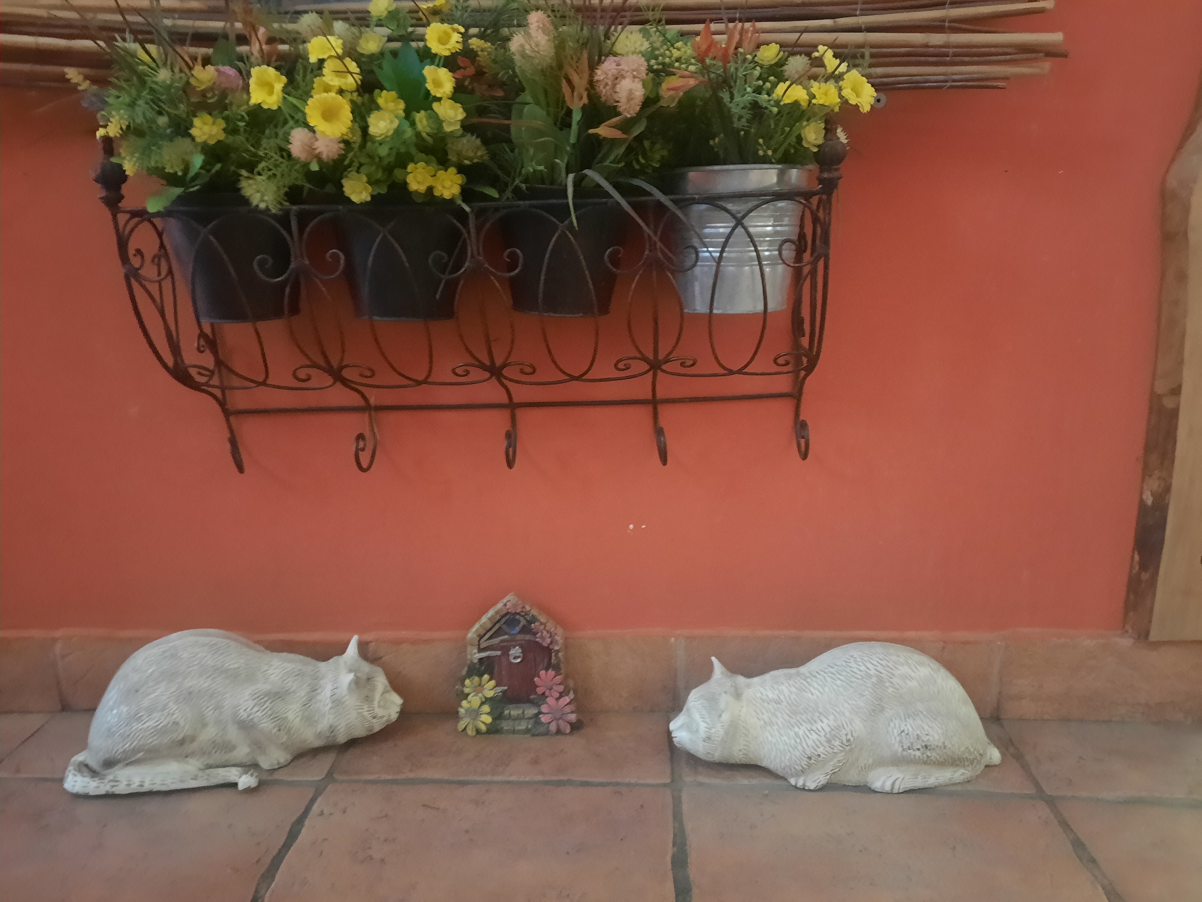 Фото Кошкин Дом