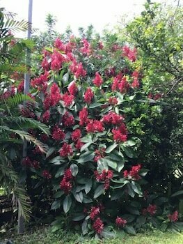 Гостиница Hotel B&b Garden Grecia в Алахуэла