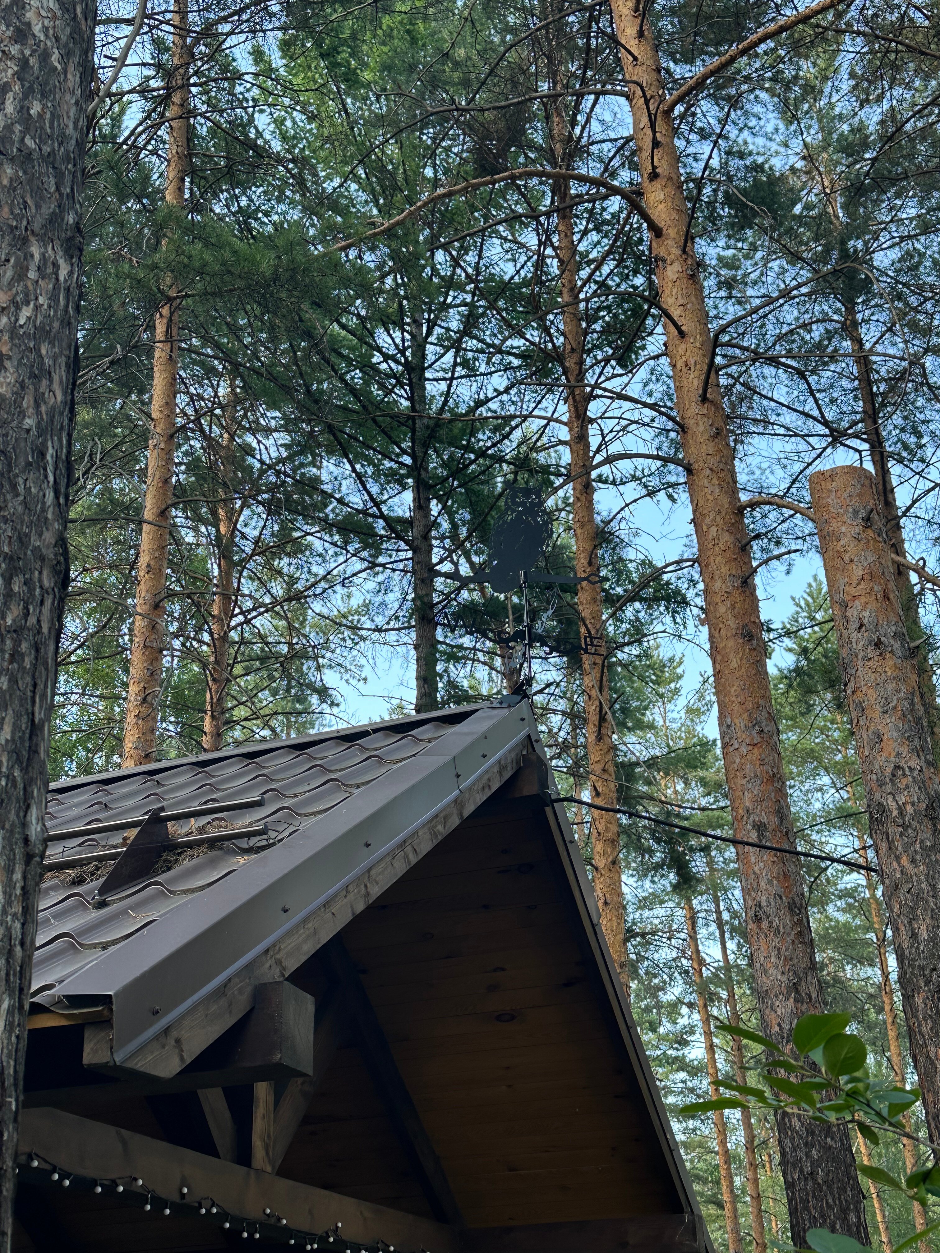 Фото Сосны-Лес