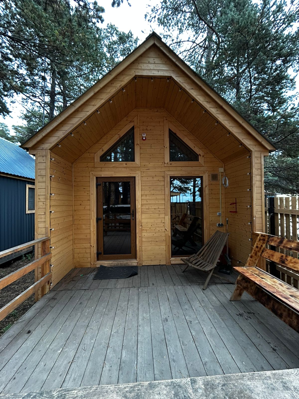 Фото Багульник