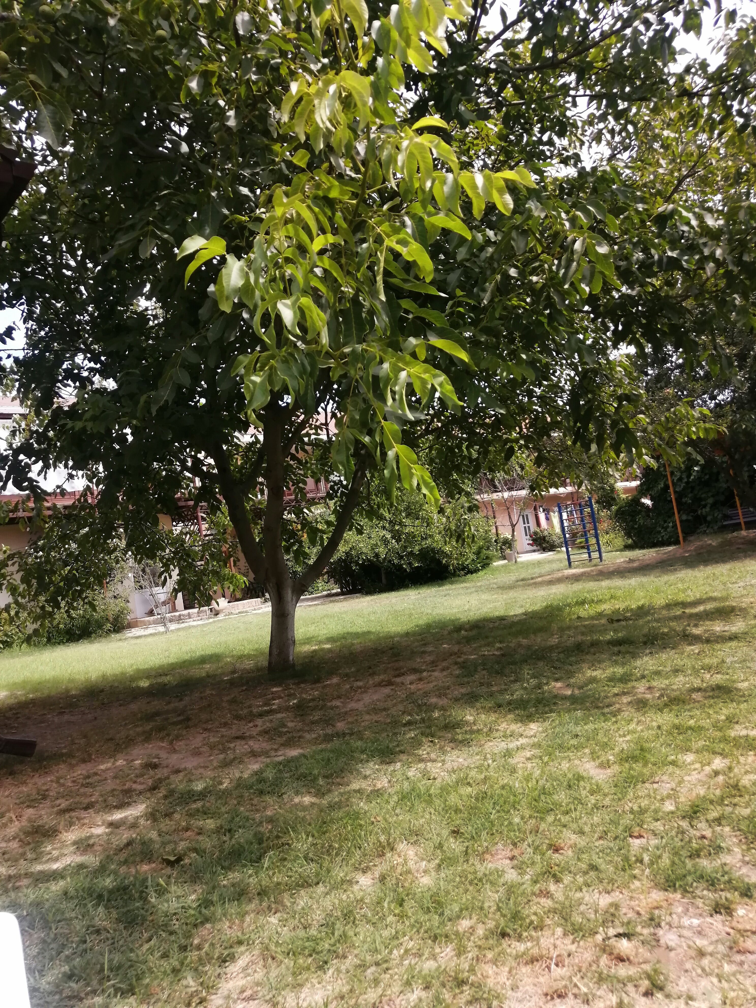 Фото Солнечная поляна