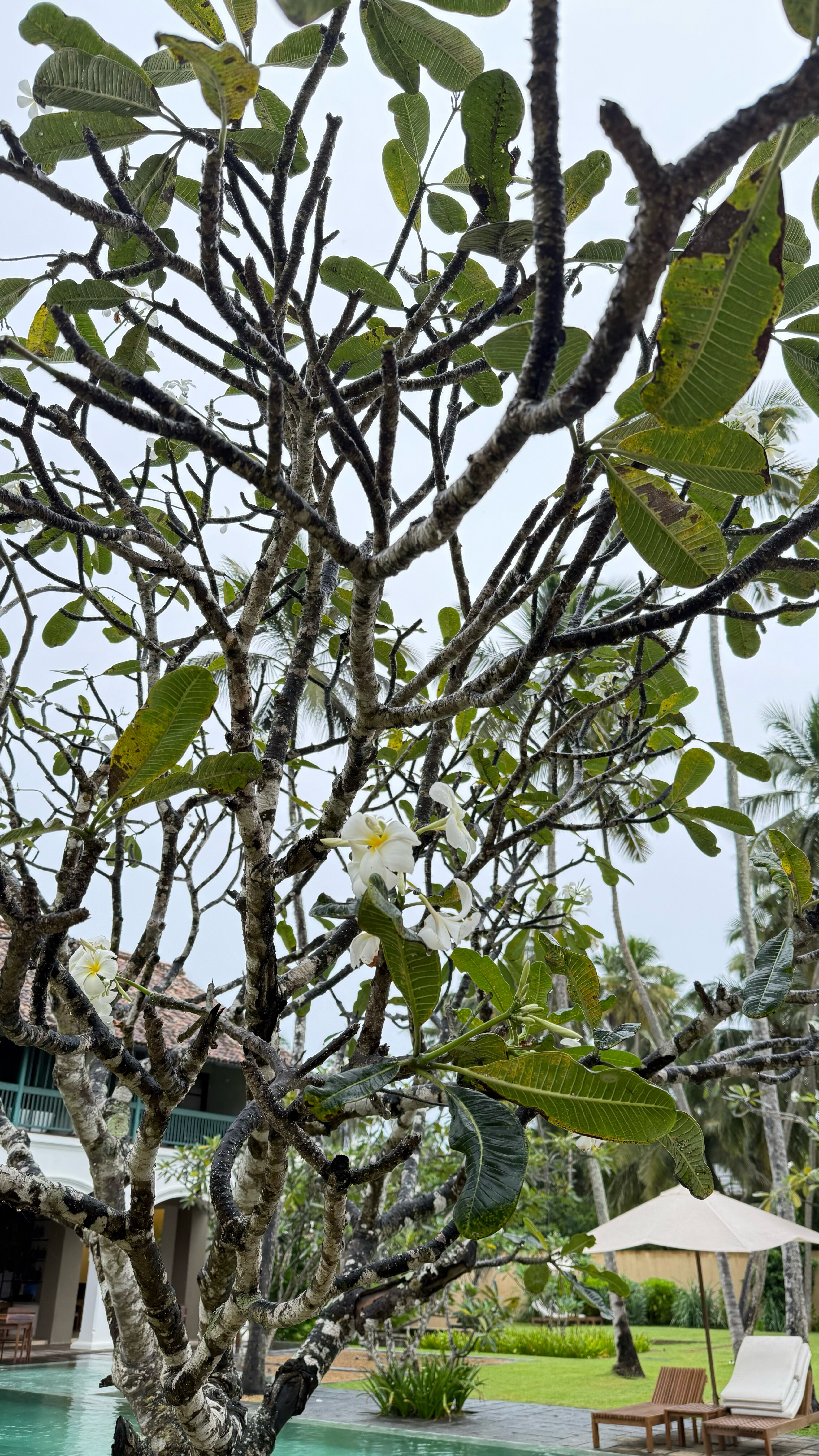 Фото Kayaam Wellness