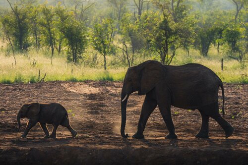 Гостиница Milima Big 5 Safari Lodge