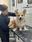 Pet Estet (ulitsa Severny Massiv, 10/1), pet salon