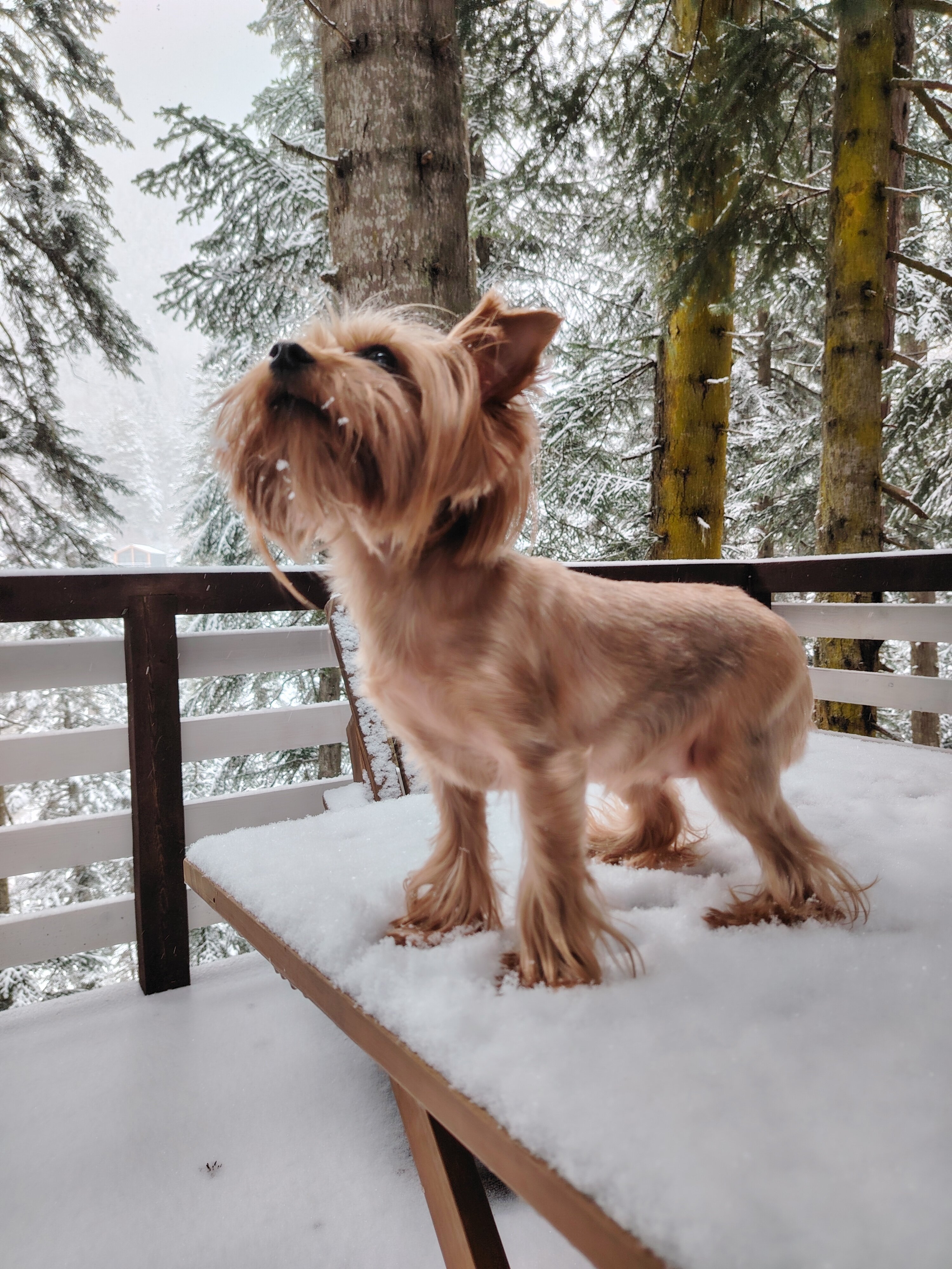 Фото Шале Валландри