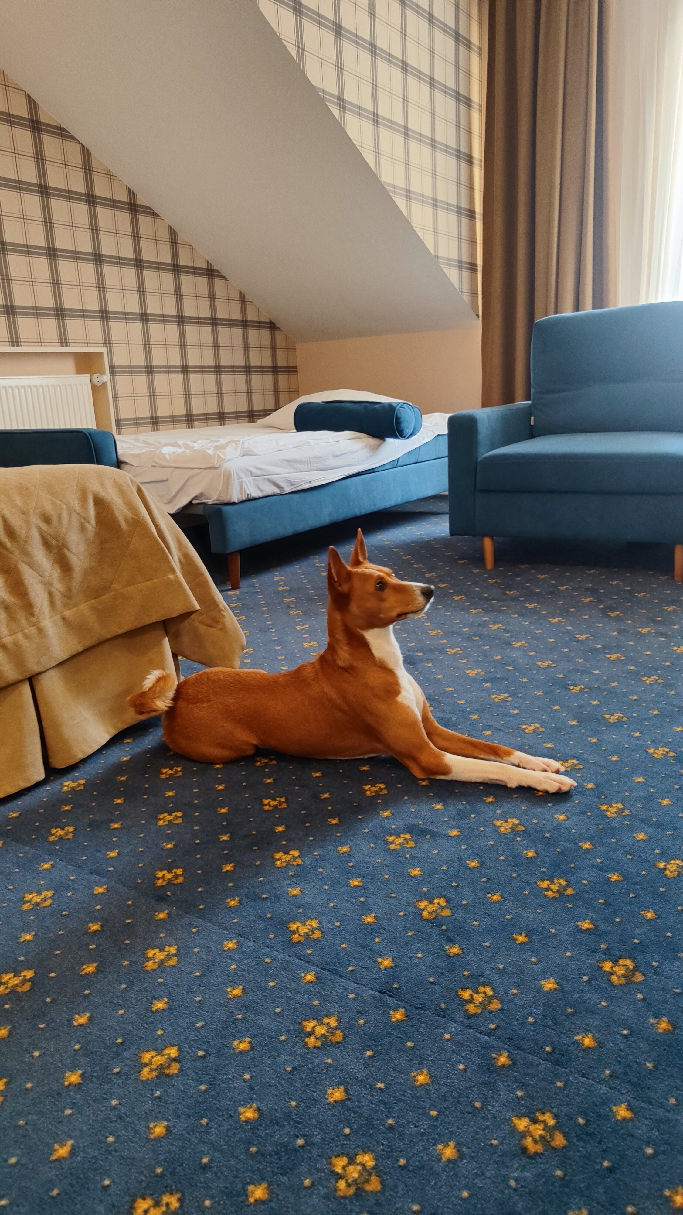 Фото Честер