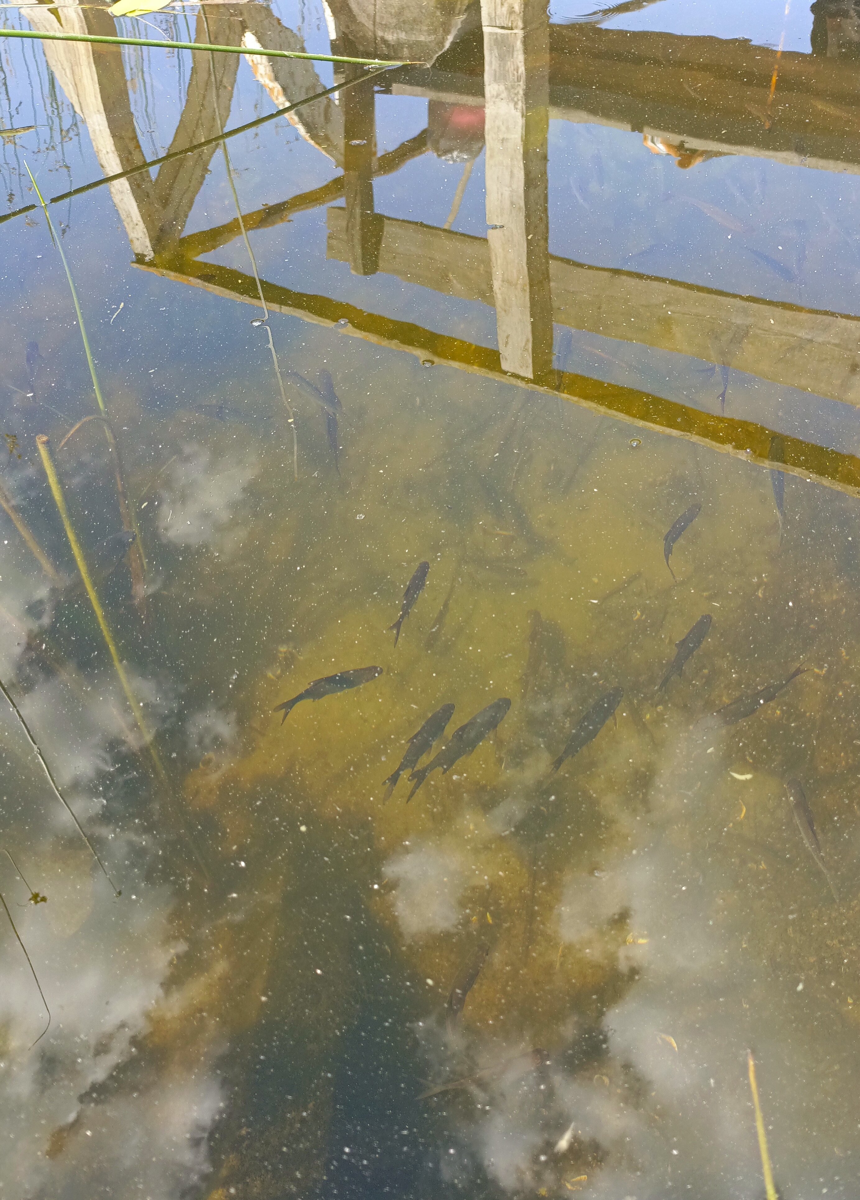 Фото Усадьба Забелье 4