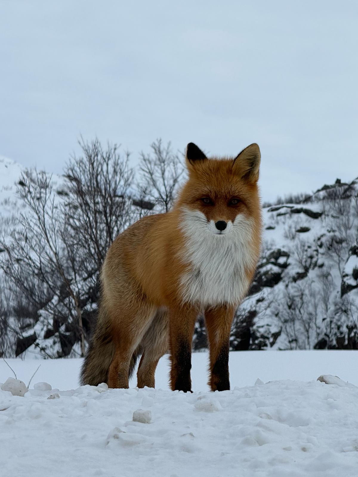 Фото Cedar Grass Териберка