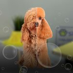 Center Shersti (selo Podstepki, Polevaya ulitsa, 42/6), pet salon