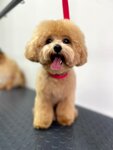 Center Shersti (selo Podstepki, Polevaya ulitsa, 42/6), pet salon