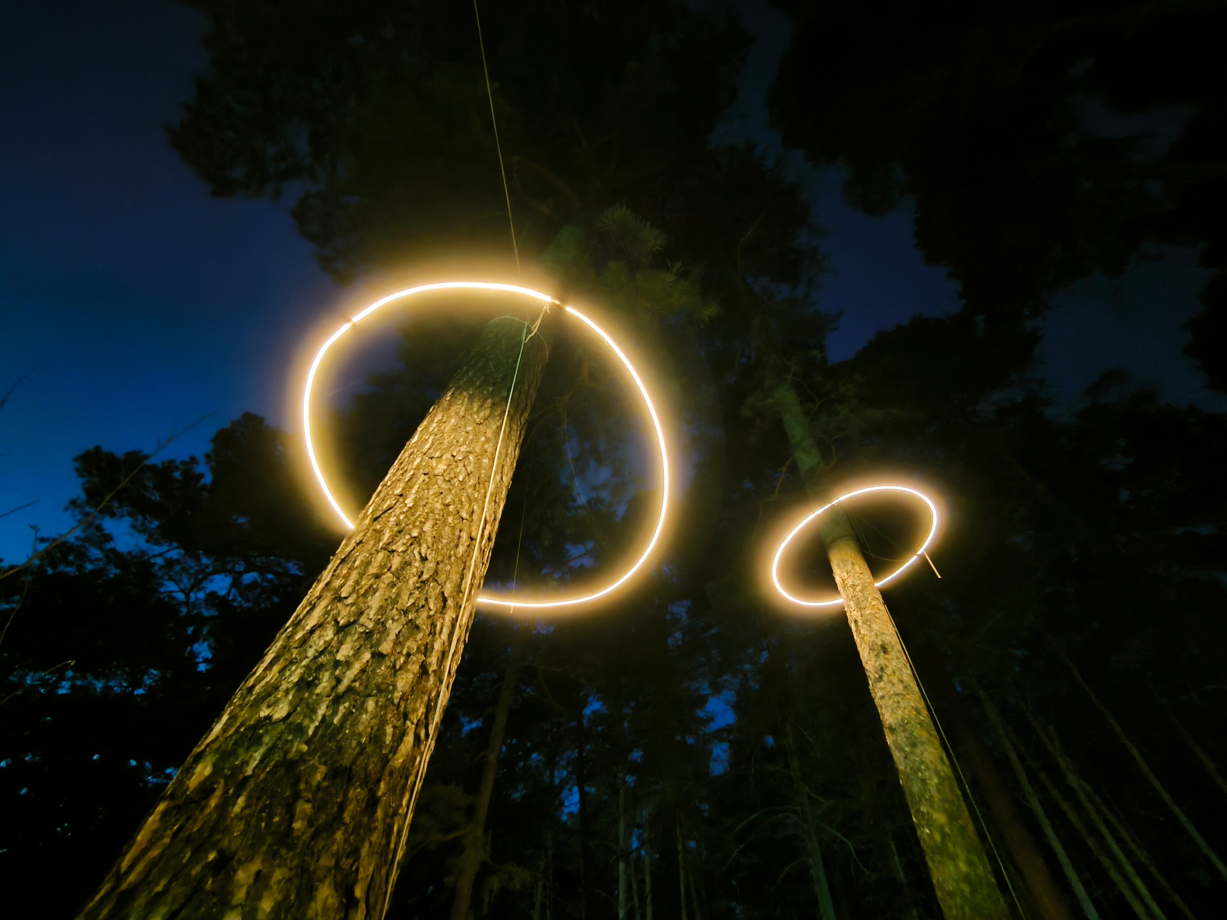 Фото Magic wood