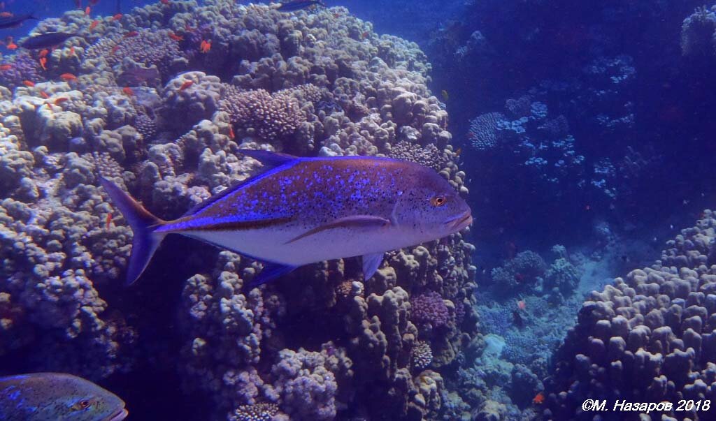 Фото Renaissance Sharm El Sheikh Golden View Beach Resort