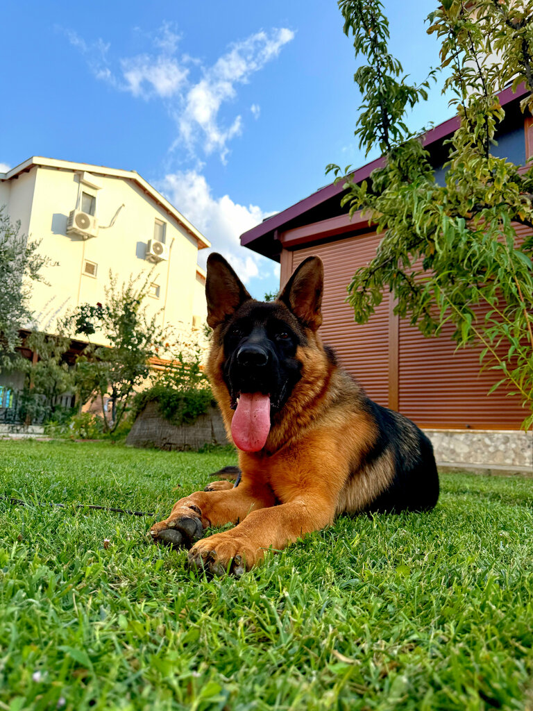 Animal nursery Von Erk German Shepherd Breeder and Dog Training Center, Catalca, photo