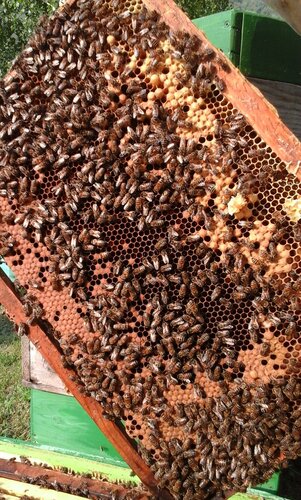 Иное жильё Тихий Лог в Алтайском крае