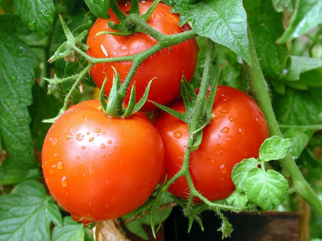 Breeding and seed production Ekip Tarim, Havza, photo