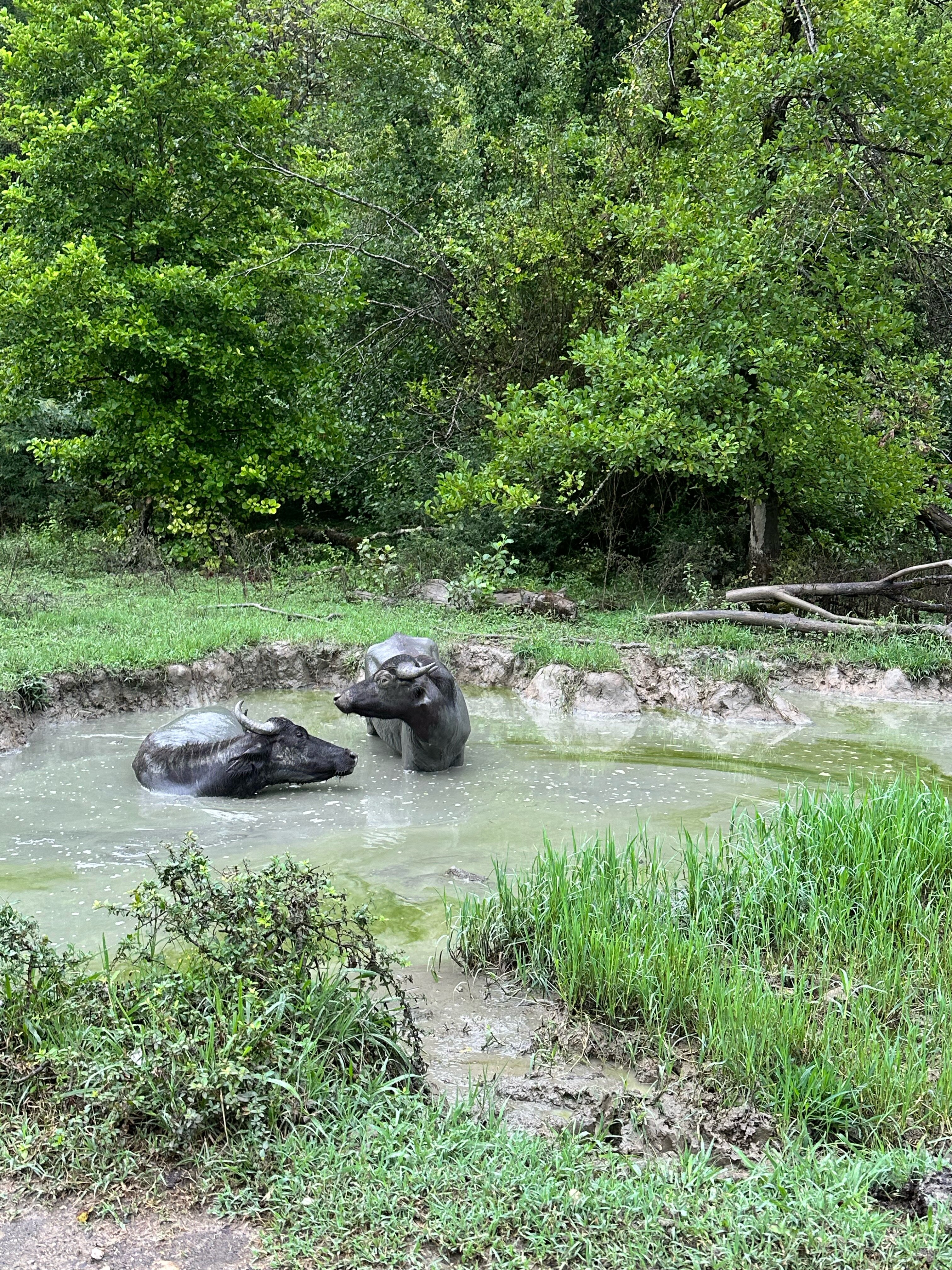 Фото Страна Души