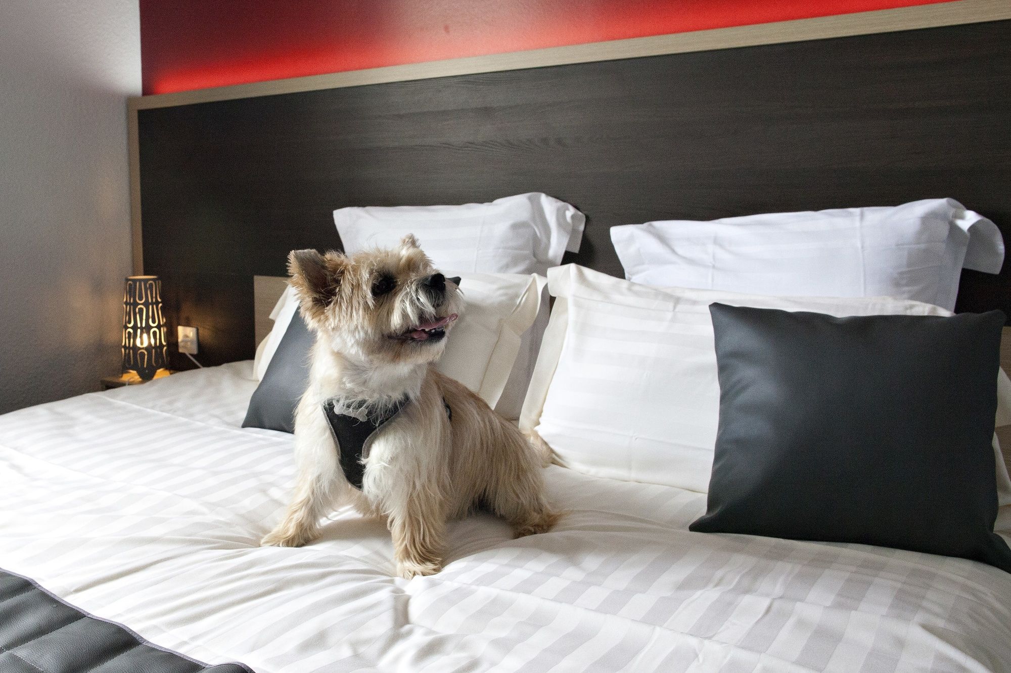 Фото Comfort Hotel Clermont Saint-jacques