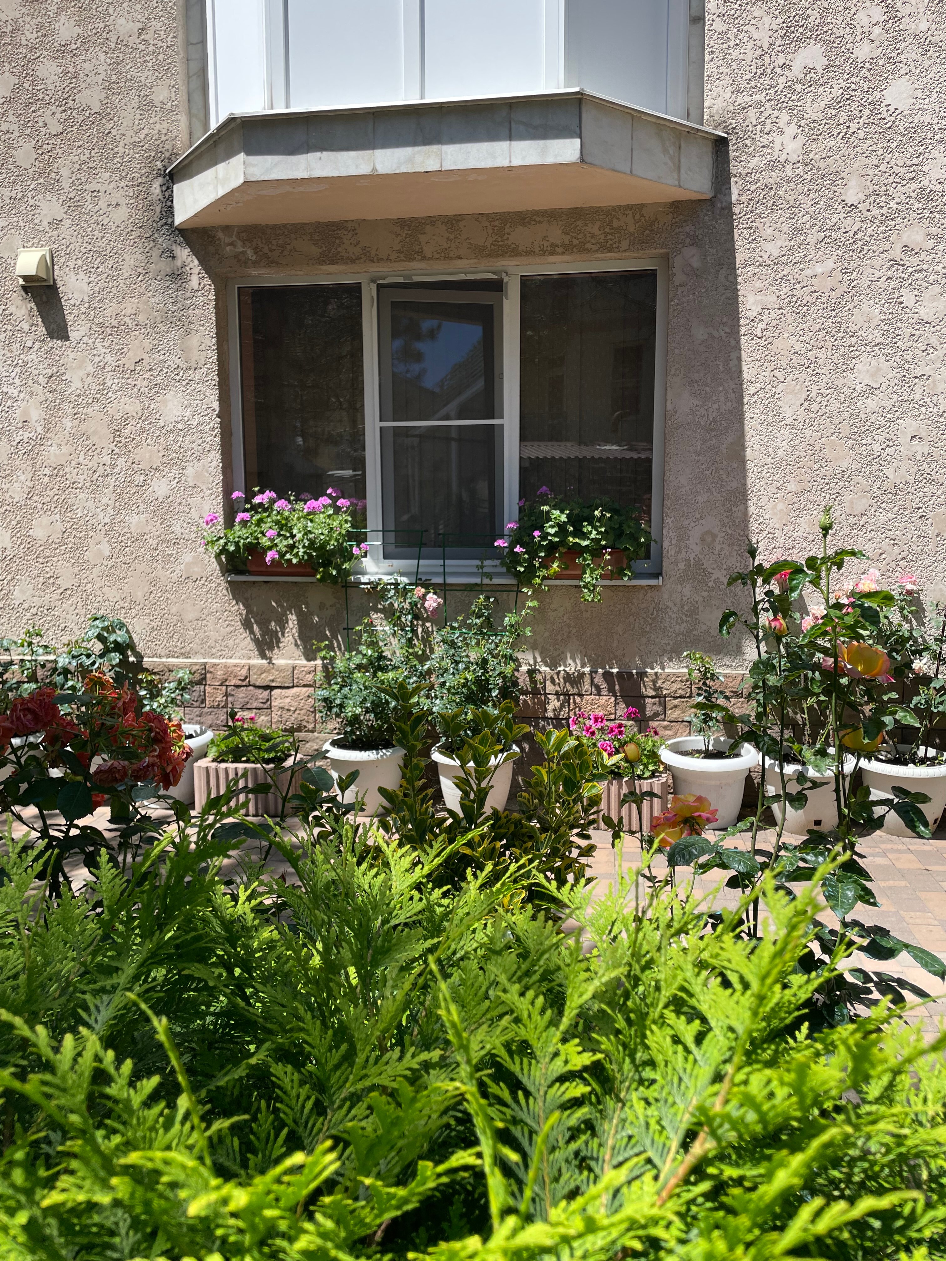 Фото Розмарин