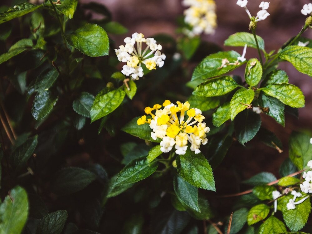 Фото Relais Circo Massimo