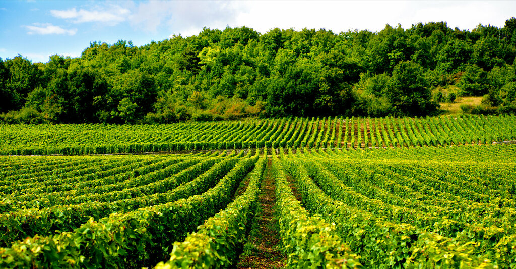 Fertilizers General Crop Science Agrochemicals Trading, Dubai, photo