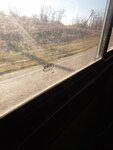 Николина Балка – Пушкинская улица (Stavropol Territory, Petrovskiy munitsipalny okrug, selo Nikolina Balka), public transport stop