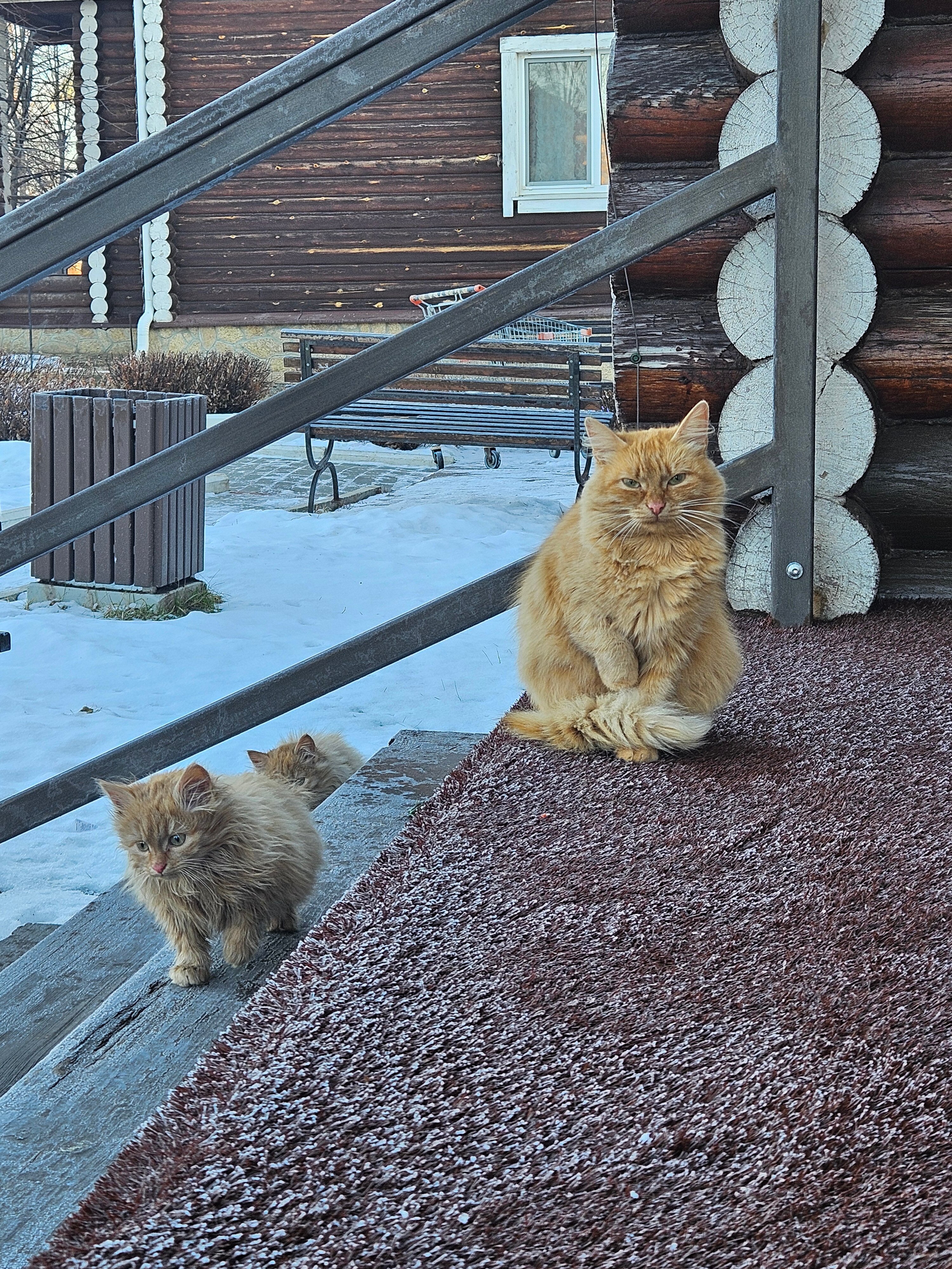 Фото Белая лошадь