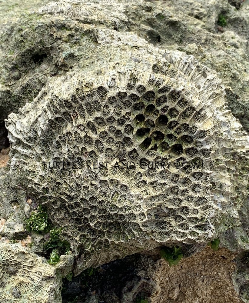 Фото Curry Bowl Restaurant & Turtles Rest