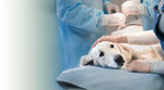 Lens Veterinary Clinic (İzmir, Karşıyaka, Goncalar Mah., 6024. Sok., 6B) ، عيادة بيطرية