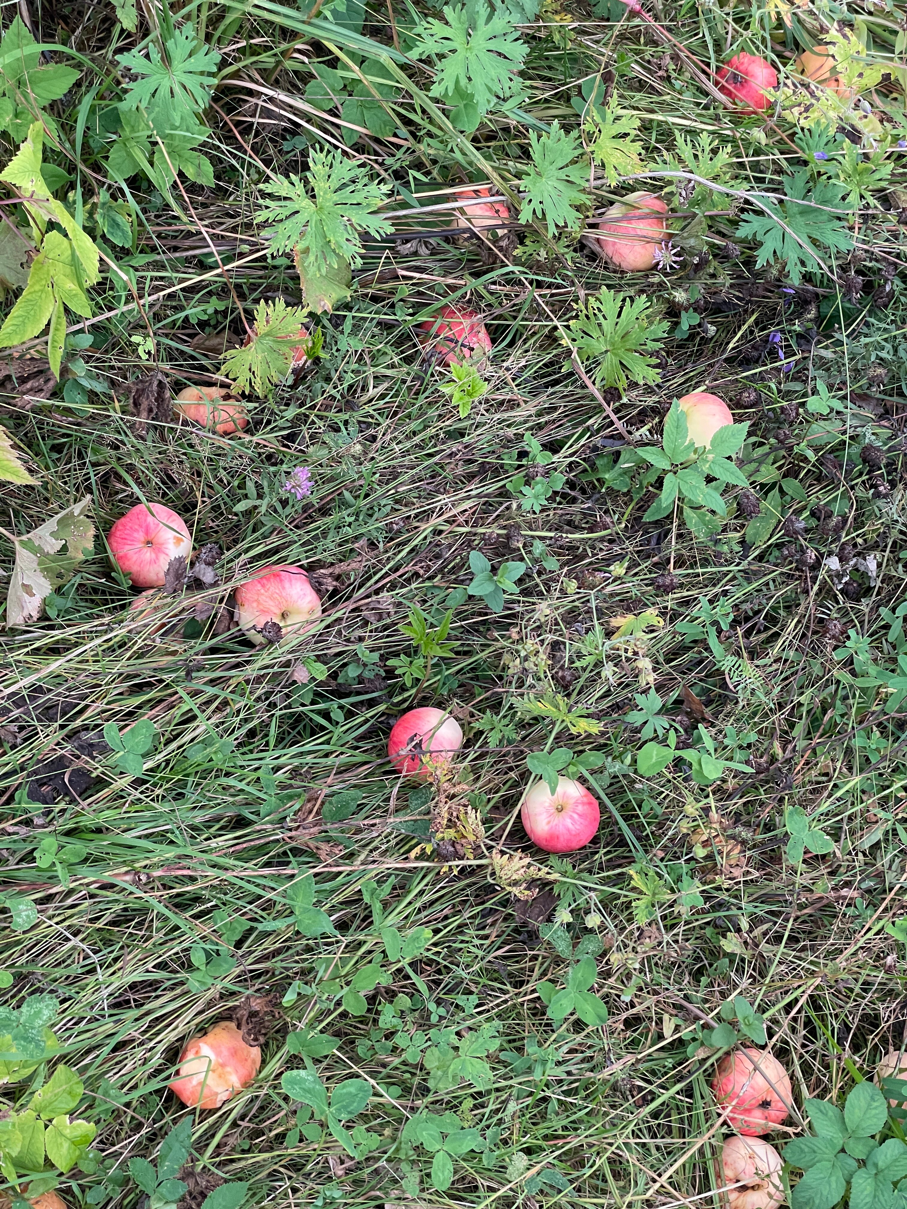 Фото Легенды Алтая