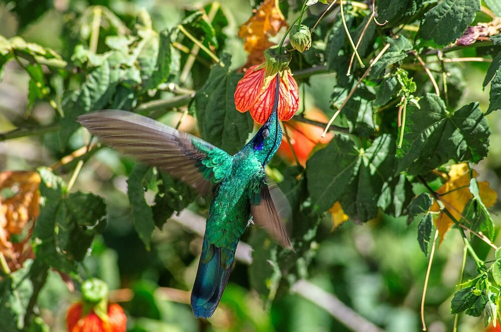Фото Taypikala Hotel Cusco