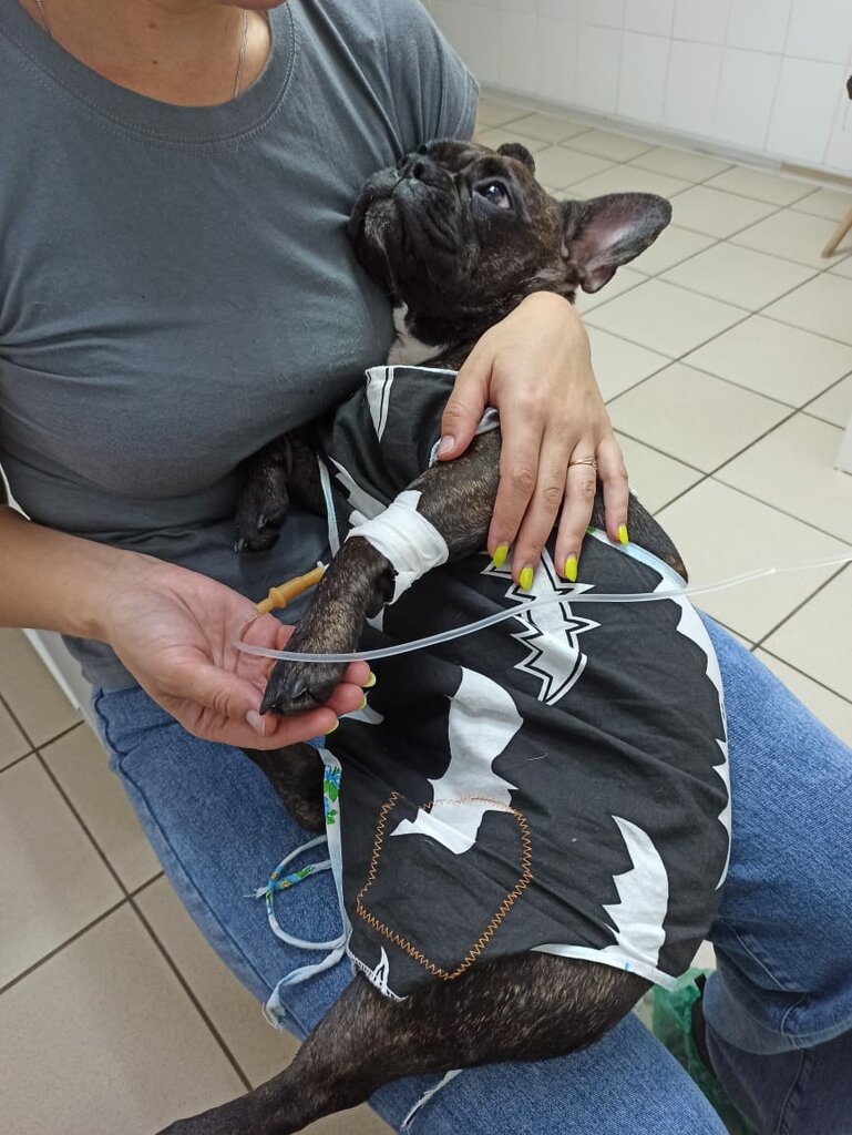 Clínica veterinaria Berdsky veterinarny uchastok, Vetlechebnitsa, , foto