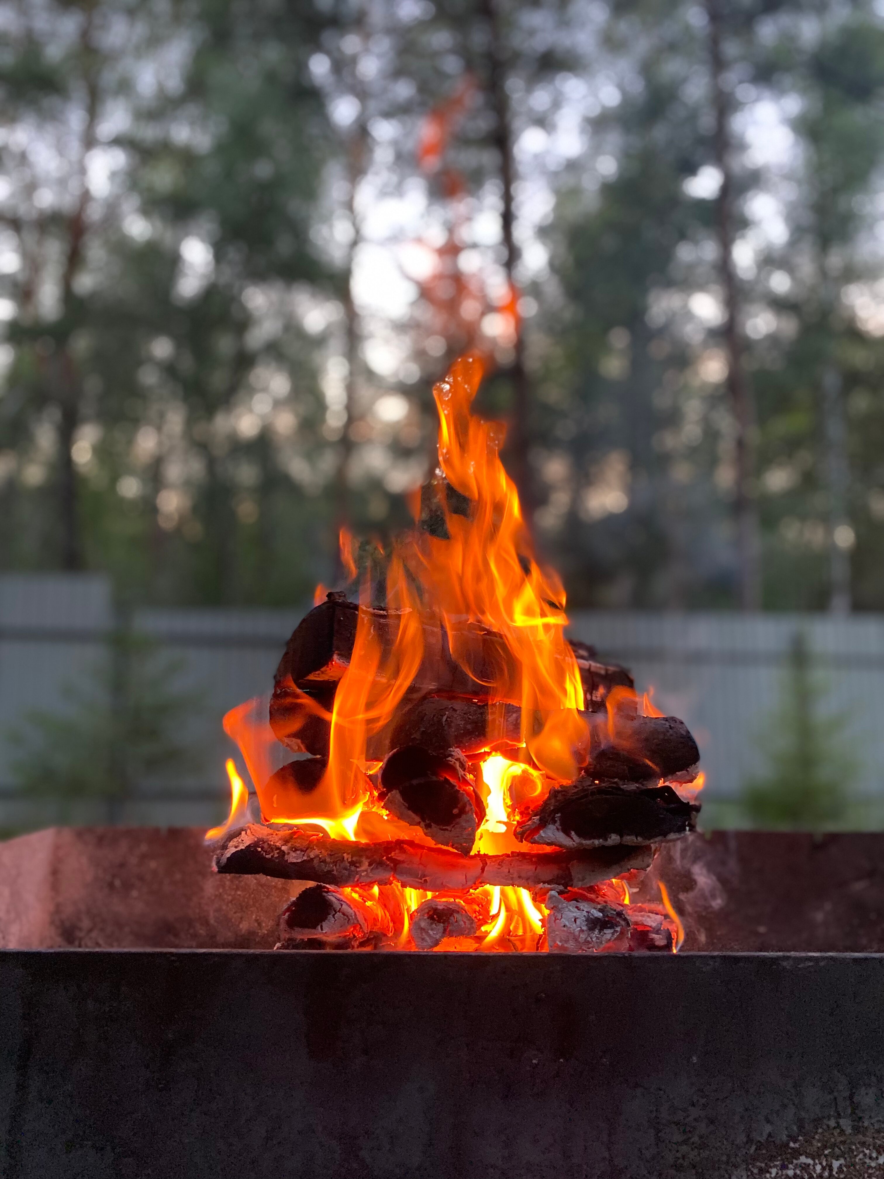 Фото Лесная сказка