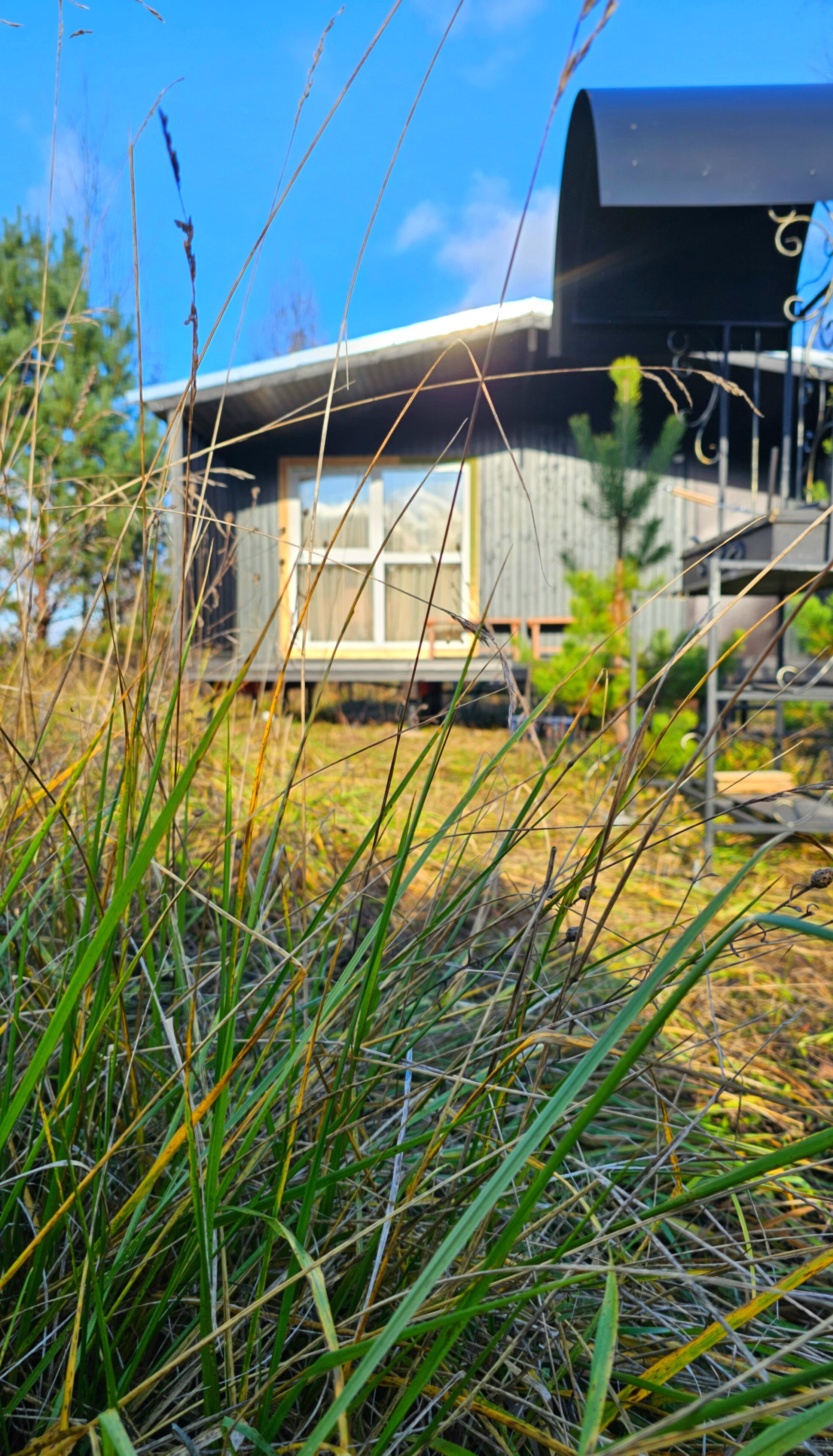 Фото Олин лес