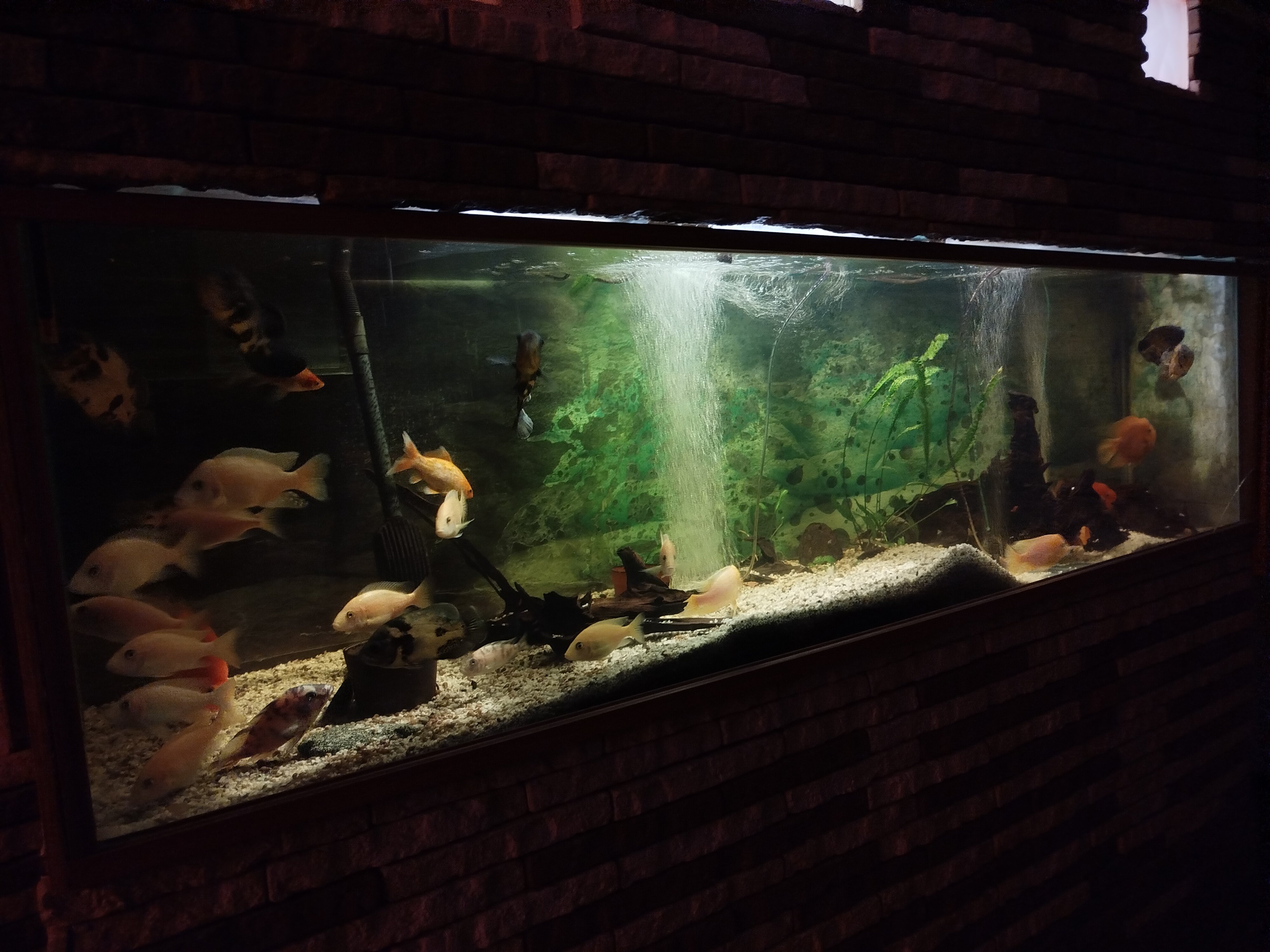 Фото Аравана