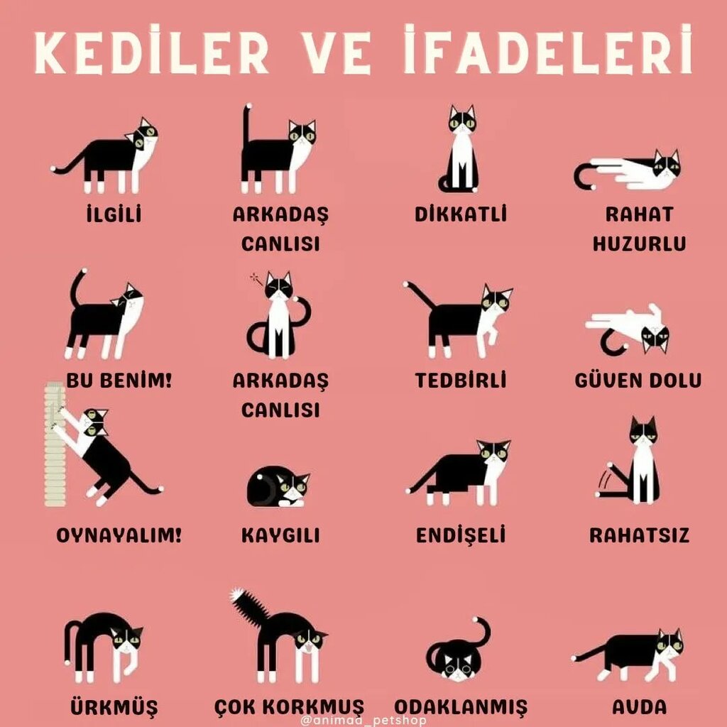 Pet shop Anima Petshop, Istanbul, photo