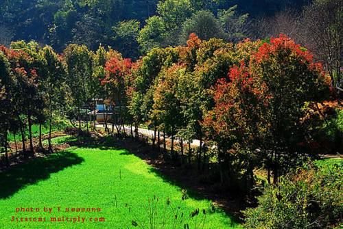 Фото Kasarin Court