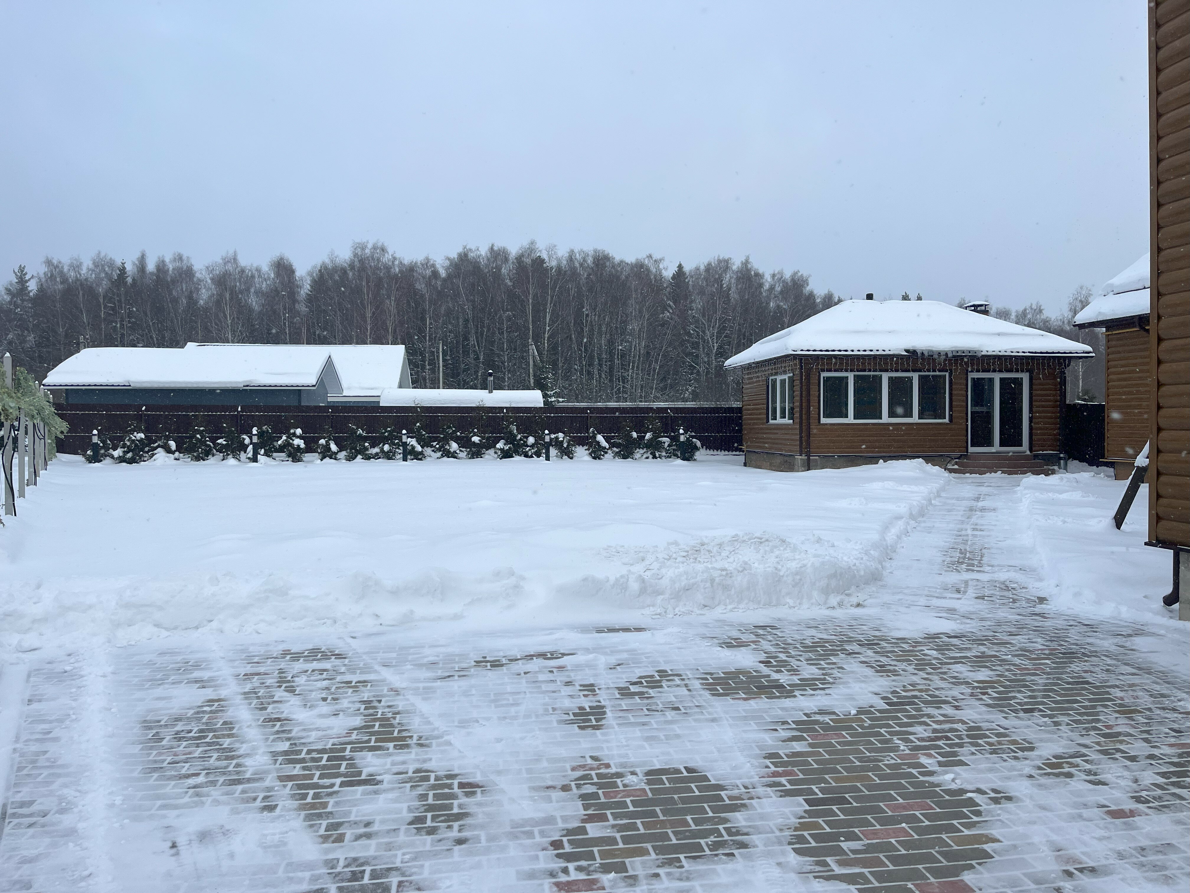 Фото Дельфин