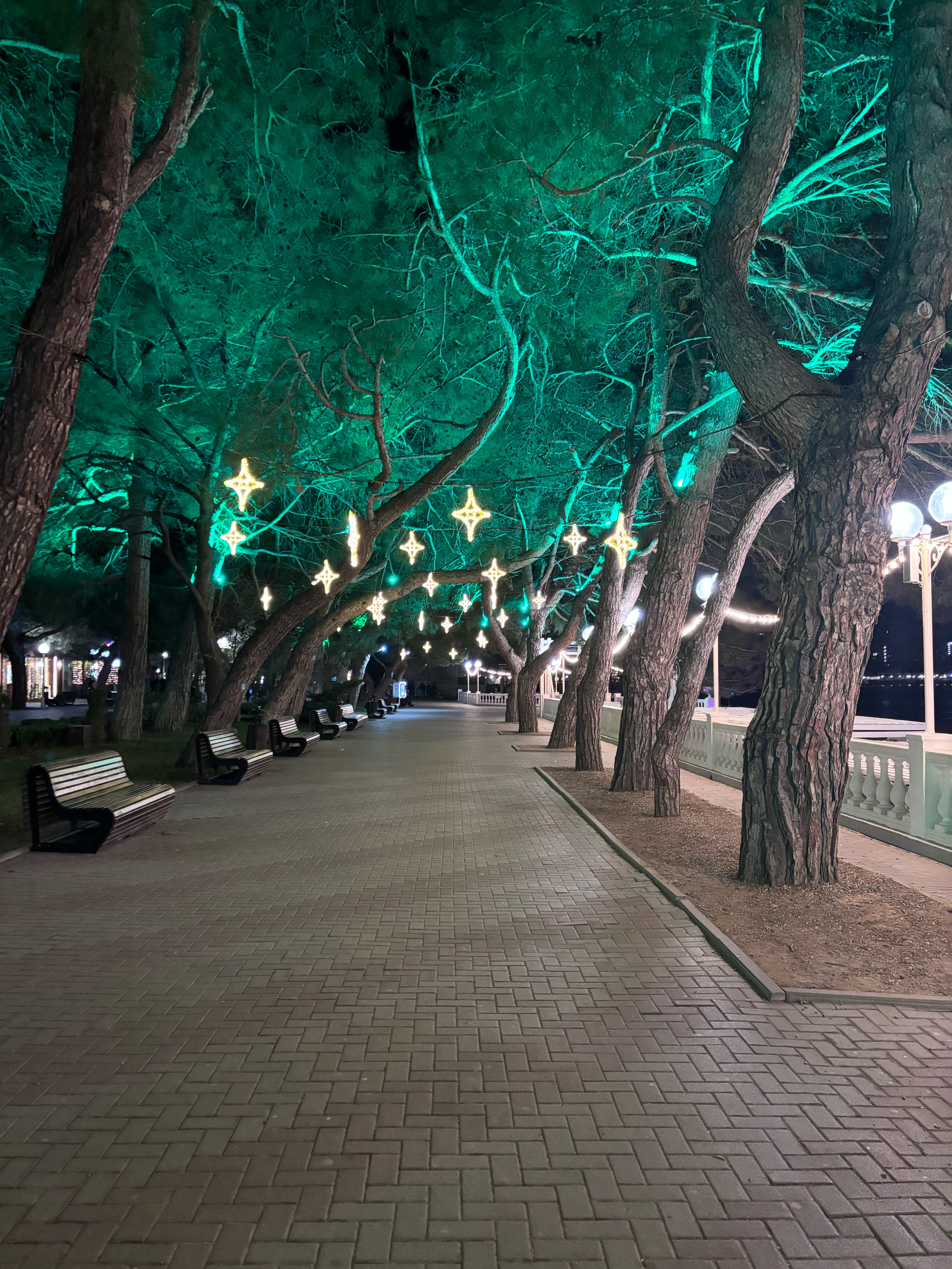 Фото Абрикос Плюс