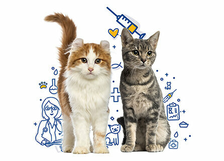 Veterinary clinic Can Dosto Veterinary Clinic, Yozgat, photo