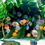 Red Fins Ornamental Fish tr LLC (475/1, Maleha Street, Industrial Area 15, Al Senaiyat, Sharjah), aquariums