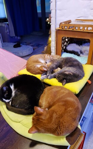 Котофейня