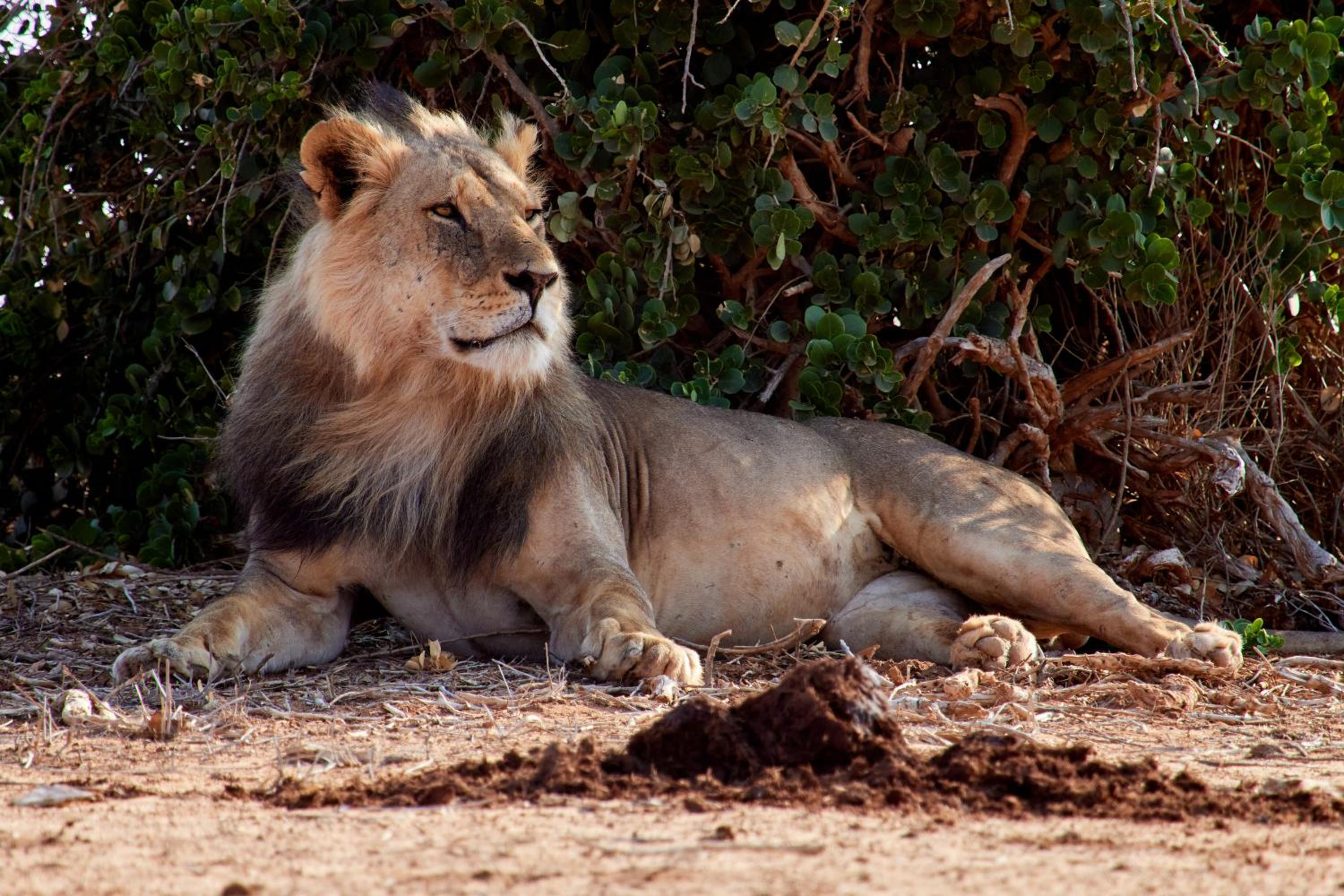 Фото Jacyjoka Apartments Nyali