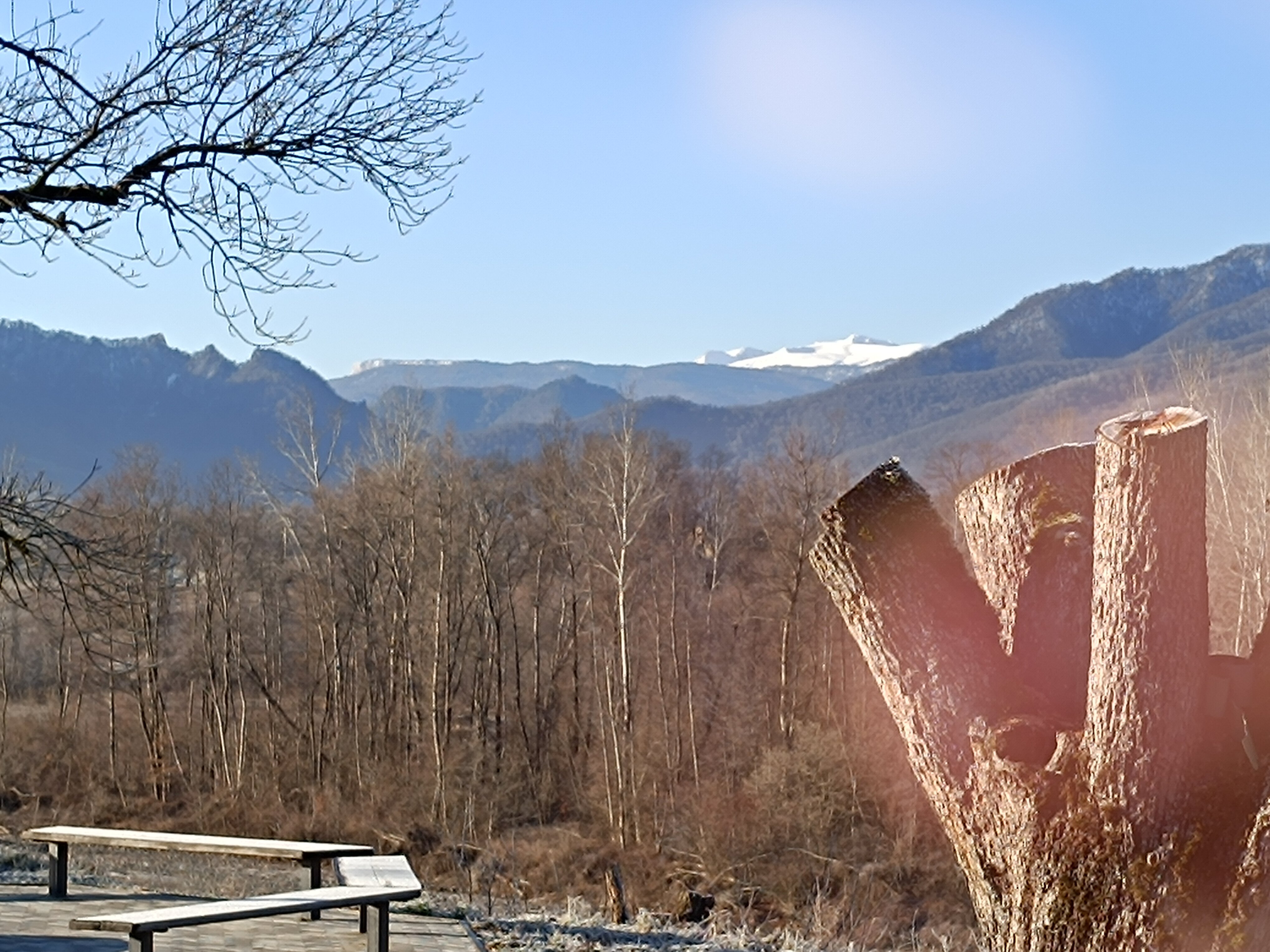 Фото Feshin Forest